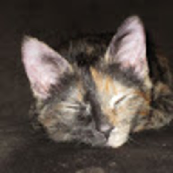 Meet your Posher, Md - Picture 1 of 1